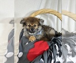 Small #3 Pomeranian