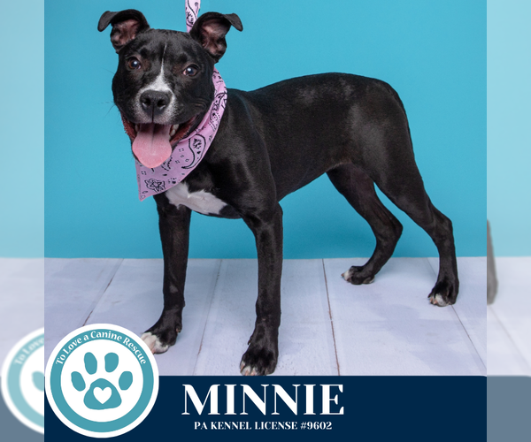 Medium Photo #19 American Staffordshire Terrier-Unknown Mix Puppy For Sale in Kimberton, PA, USA