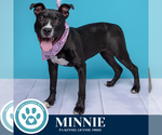 Small #18 American Staffordshire Terrier Mix