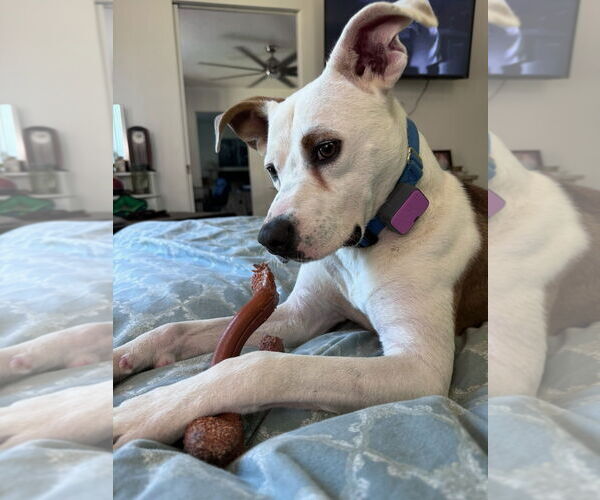 Medium Photo #8 Mutt Puppy For Sale in Atlanta, GA, USA