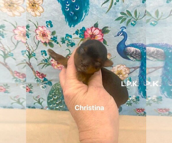 Medium Photo #1 Yorkshire Terrier Puppy For Sale in WINNSBORO, LA, USA