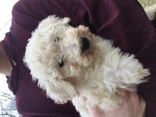 Goldendoodle Puppy for sale in GREAT BARRINGTON, MA, USA