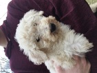 Small Photo #1 Goldendoodle Puppy For Sale in GREAT BARRINGTON, MA, USA