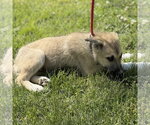 Small #2 German Shepherd Dog-Great Pyrenees Mix
