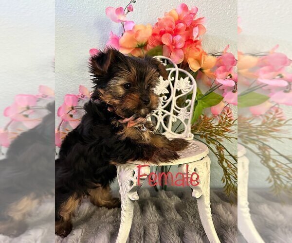 Medium Photo #4 Yorkshire Terrier Puppy For Sale in SACRAMENTO, CA, USA