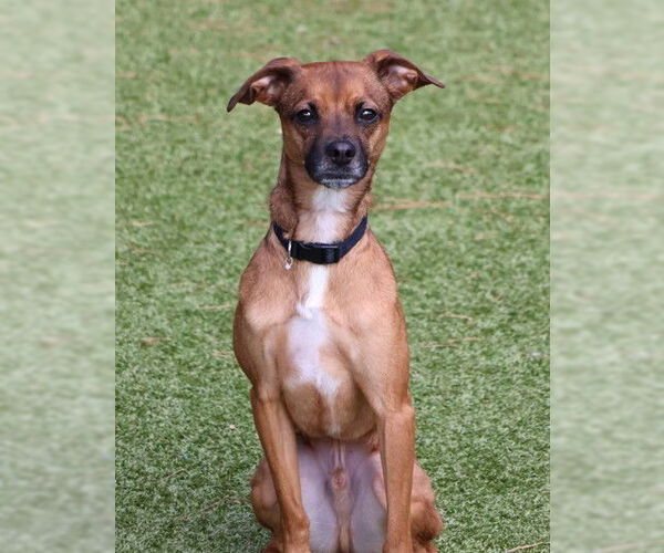 Medium Photo #2 Chihuahua-Unknown Mix Puppy For Sale in Rockaway, NJ, USA