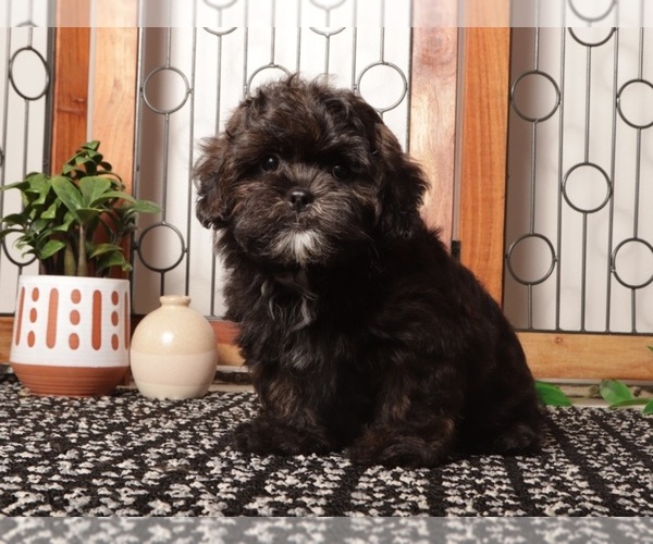 Medium Photo #1 Shorkie Tzu Puppy For Sale in NAPLES, FL, USA