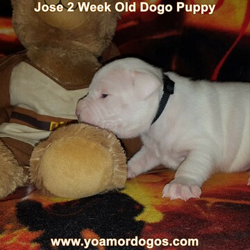 Medium Photo #197 Dogo Argentino Puppy For Sale in JANE, MO, USA