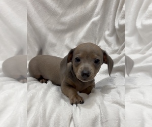 Chiweenie Puppy for sale in CYPRESS, TX, USA
