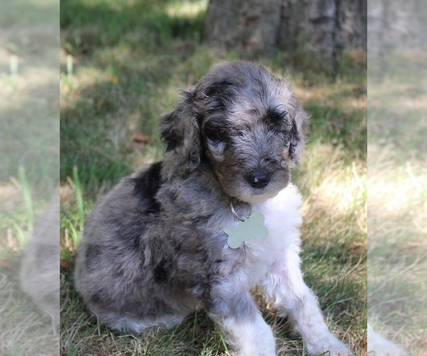 Medium Photo #6 Goldendoodle Puppy For Sale in HOWARD CITY, MI, USA