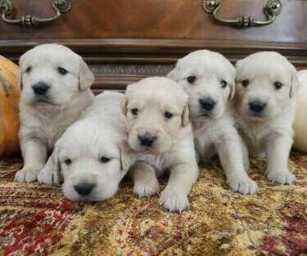 Medium Photo #1 English Cream Golden Retriever Puppy For Sale in SACRAMENTO, CA, USA