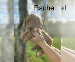 Goldendoodle Puppy for sale in BRADENTON, FL, USA