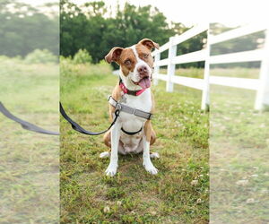 Emma - Female American Staffordshire Terrier-Unknown Mix Dog for Adoption - Photo #15
