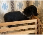Small #14 Shetland Sheepdog