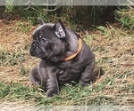 Small Photo #6 French Bulldog Puppy For Sale in KENNESAW, GA, USA