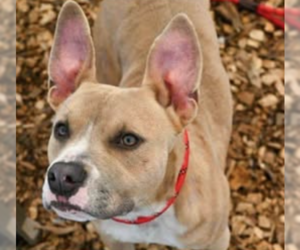American Pit Bull Terrier-Unknown Mix Dogs for adoption in Hillsboro, NH, USA