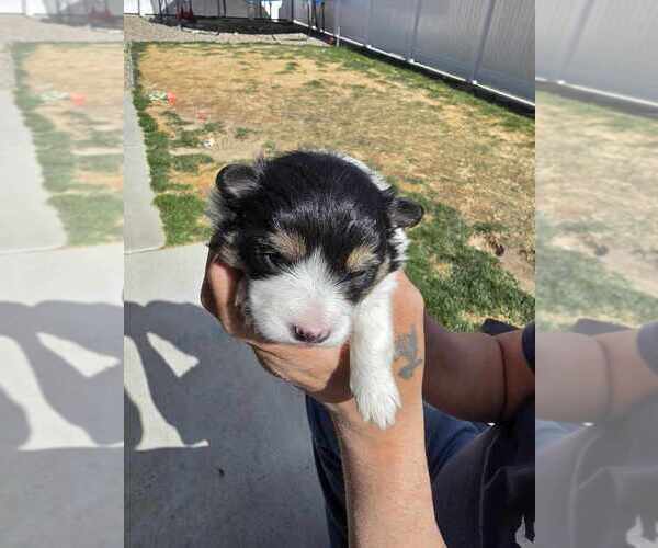 Medium Photo #2 Pomsky Puppy For Sale in VERNAL, UT, USA