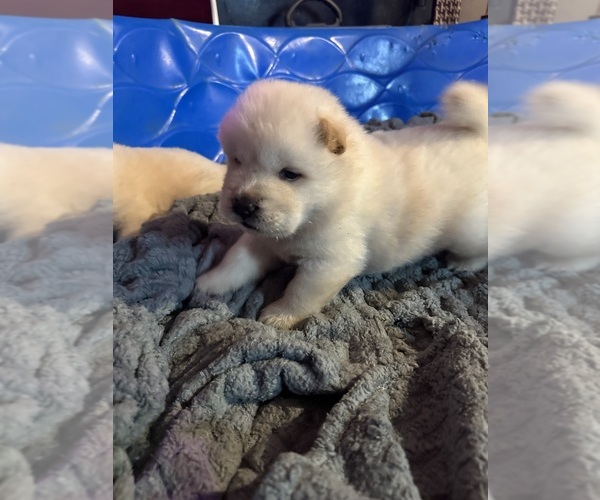 Medium Photo #4 Chow Chow Puppy For Sale in FONTANA, CA, USA