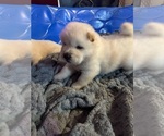 Little girl - Female Chow Chow Puppy for Sale - Photo #4