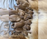 Image preview for Ad Listing. Nickname: New litter