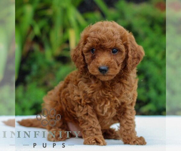 Medium Photo #3 Goldendoodle (Miniature) Puppy For Sale in LITITZ, PA, USA