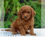 Small #2 Goldendoodle (Miniature)