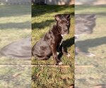 Small Photo #1 American Pit Bull Terrier-Unknown Mix Puppy For Sale in Derwood, MD, USA