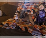 Image preview for Ad Listing. Nickname: Sara