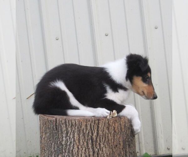 Medium Photo #4 Collie Puppy For Sale in FORT PLAIN, NY, USA