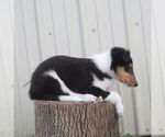 Small #3 Collie