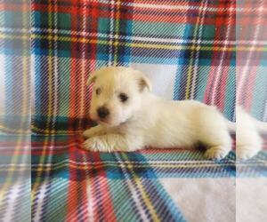 West Highland White Terrier Puppy for sale in MOUNTAINBURG, AR, USA