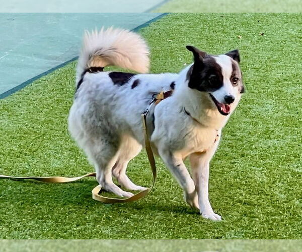 Medium Photo #3 Unknown-pomeranian spitz Mix Puppy For Sale in Agoura Hills, CA, USA