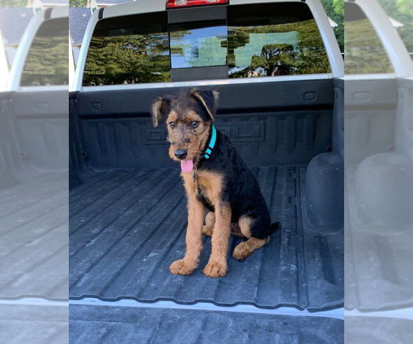Medium Photo #1 Airedale Terrier Puppy For Sale in Euless, TX, USA