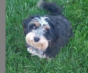 Mother of the Bernedoodle (Miniature) puppies born on 07/02/2025