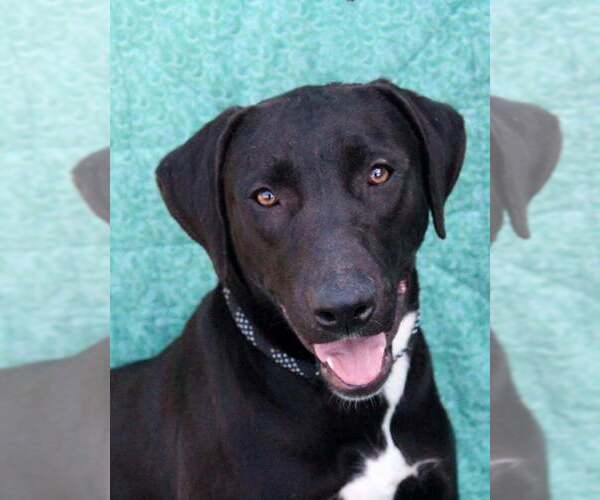 Medium Photo #3 American Pit Bull Terrier-Labrador Retriever Mix Puppy For Sale in FRAMINGHAM, MA, USA