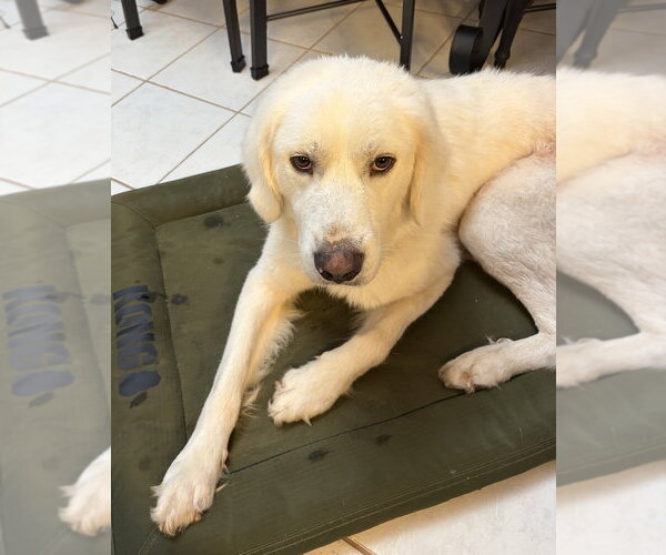 Medium Photo #1 Great Pyrenees-Unknown Mix Puppy For Sale in Mundelein, IL, USA