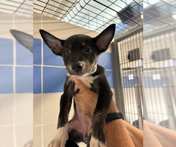 Medium Photo #1 Labsky Puppy For Sale in Burbank, CA, USA