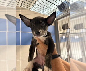 Labsky Dogs for adoption in Burbank, CA, USA