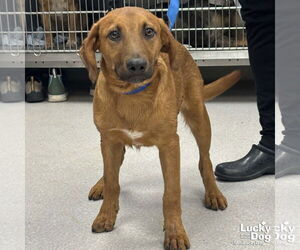 Australian Shepherd-Unknown Mix Dogs for adoption in Washington, DC, USA