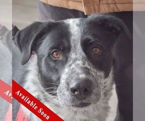 Border Collie-Unknown Mix Dogs for adoption in Huntley, IL, USA