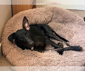 Rue - Female Labrador Retriever-Unknown Mix Dog for Adoption - Photo #2