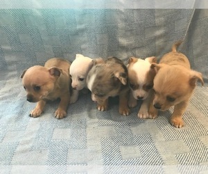 Chihuahua Puppy for sale in BLUE SPRINGS, MO, USA