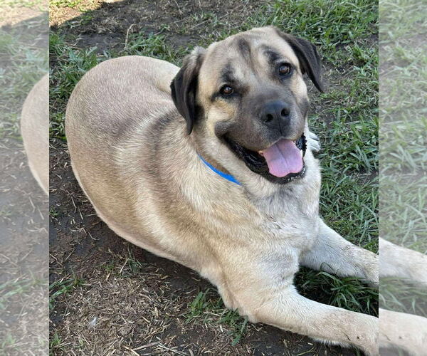 Medium Photo #6 Mastiff Puppy For Sale in Goodyear, AZ, USA