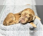 Small Photo #47 Goldendoodle Puppy For Sale in HOWARD CITY, MI, USA