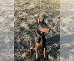 Small #2 Doberman Pinscher