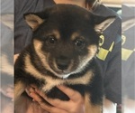 Puppy Emi Shiba Inu