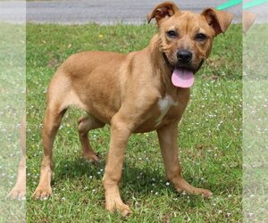 Boxer-Unknown Mix Dogs for adoption in Prattville, AL, USA