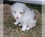 Puppy 3 Australian Shepherd-English Shepherd Mix