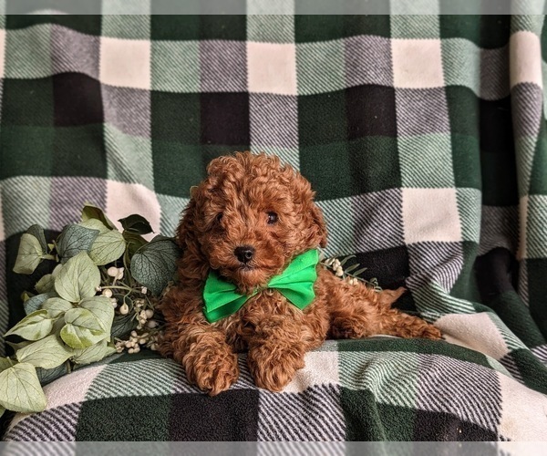 Medium Photo #5 Poodle (Toy) Puppy For Sale in LINCOLN UNIVERSITY, PA, USA