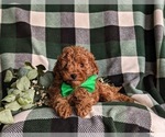 Small Photo #5 Poodle (Toy) Puppy For Sale in LINCOLN UNIVERSITY, PA, USA